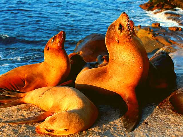 Callao Island tour with sea lions 1/2 day